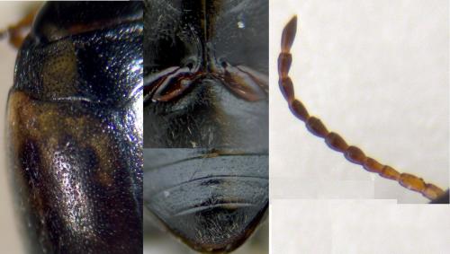 Réf. 275 192 : Hydroporus tessellatus